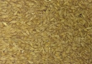 barley