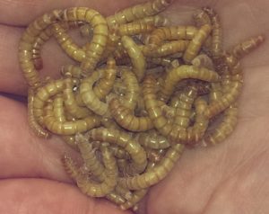 mealworms