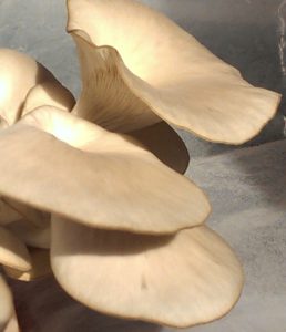 oyster mushroom picture