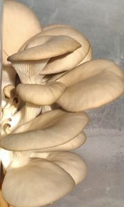 Oyster Mushroom picture